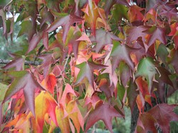 Illustration de la galerie