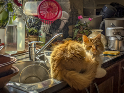 Illustration de la galerie